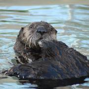 oceanopolis-loutre